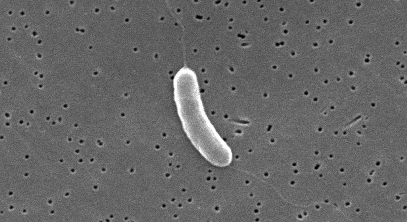 5000 éves jégből ébredt baktérium segíthet a szuperbaktériumok ellen