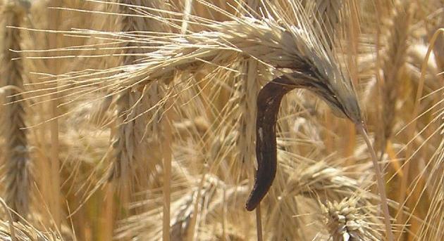 Halálos gomba okozhatta az eleusziszi misztériumok látomásait