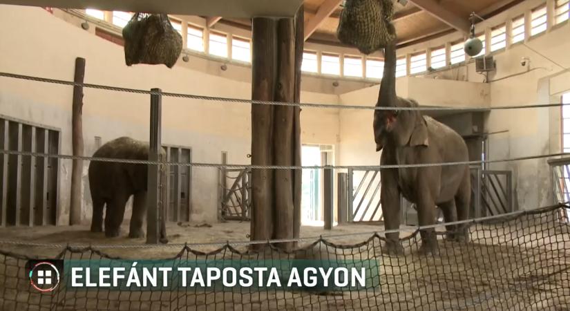 Fényképeztek, amikor rájuk támadt egy elefánt - 64 éves magyar férfi halt meg Srí Lankán