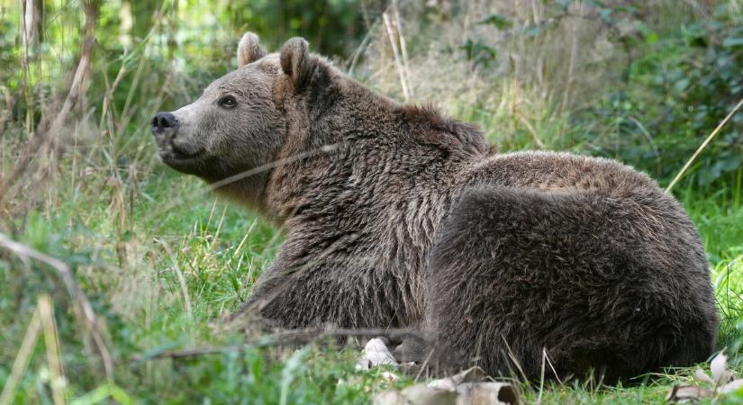 Magántartásból szökhetett el a Mogyoród külterületén észlelt medve