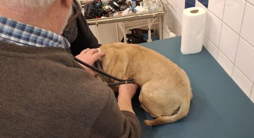 Elképesztő kegyetlenség: baltával ütötte a kutyáját az állatkínzó