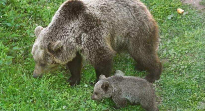 Természetvédők: Elkerülhető lett volna a bocsait védő rózsahegyi medve lelövése
