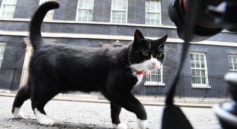 Elhunyt Palmerston, a brit külügy fő egérfogó macskája