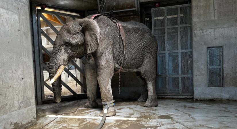 Felesége szeme láttára tapsota halálra a többtonnás elefánt a magyar turistát Srí Lankán