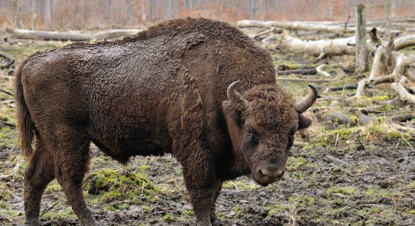 Tucatnyi halott állatott találtak a récekersztúri bölényfarmon