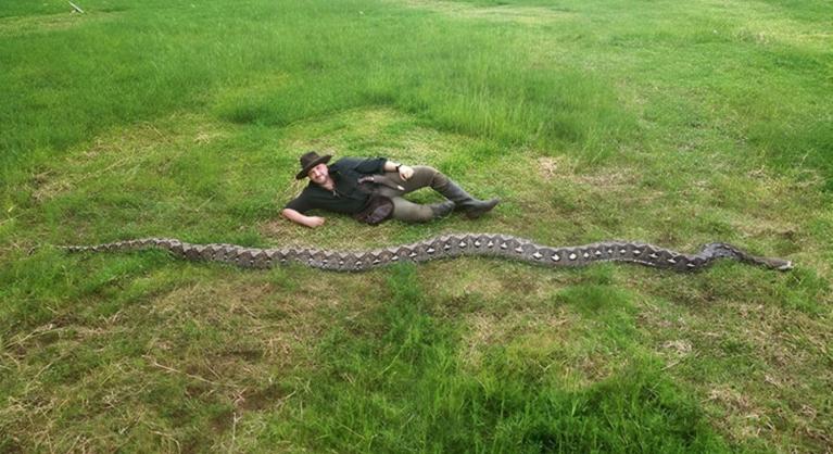 Könnyedén nyelne le egészben egy felnőtt embert a világ leghosszabb óriáspitonja