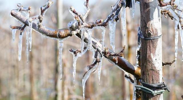 AM: az agrártárca kiemelt figyelmet fordít a kertészeti ágazat támogatására
