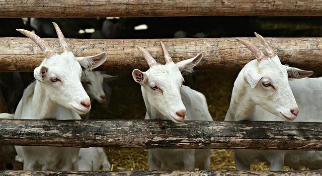 Március végéig zajlik a szarvasmarha-, juh- és kecske-, sertés-, valamint baromfitartók ENAR adategyeztetése