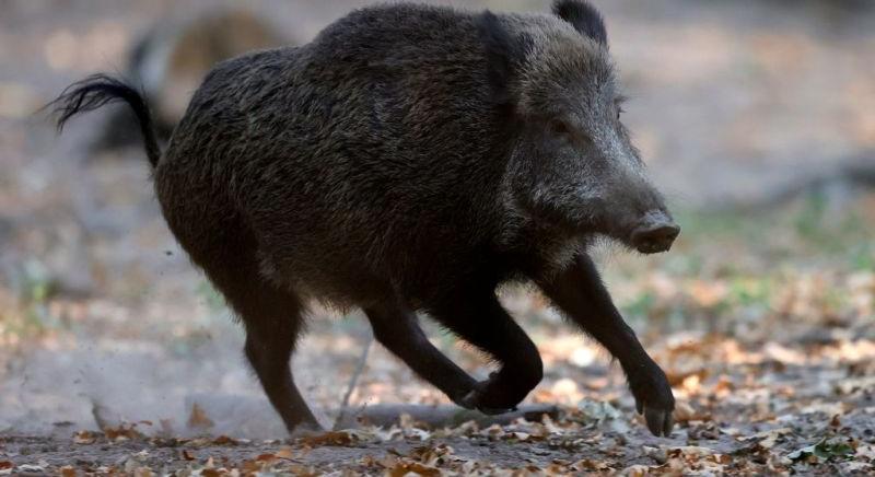 Tombol a vaddisznó-háború Budapest XII. kerületében