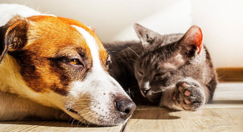 Szeles, de napos szerda valószínű a Kisalföldön