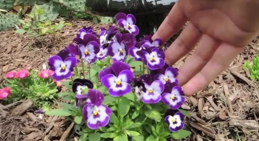 Februári teendők az árvácskával: ültetés és védelem a hideg ellen