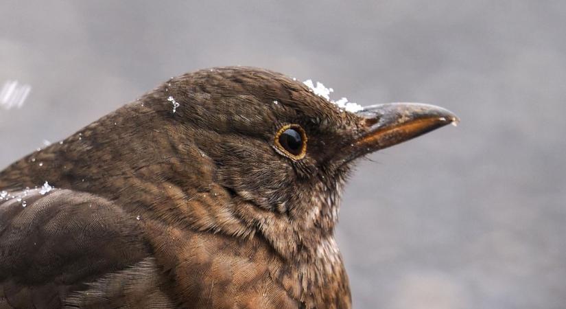 Télies reggel, tavaszias délután vár ránk szerdán