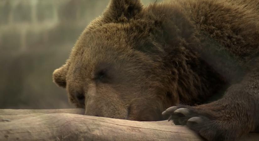 Medve járhat Mogyoródnál – kerülni kell az erdős részeket