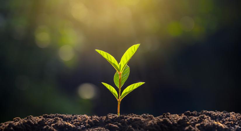 Lehullt a lepel: tényleg káros a növényvédelem itthon?