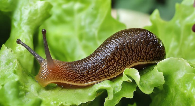 A csigákat elűzi, de neked nagyon jót tesz!