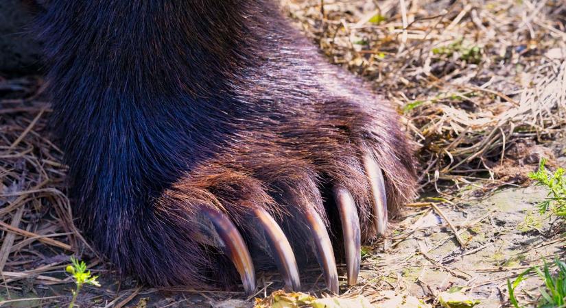 Magántartásból szökhetett el a Mogyoródnál látott medve