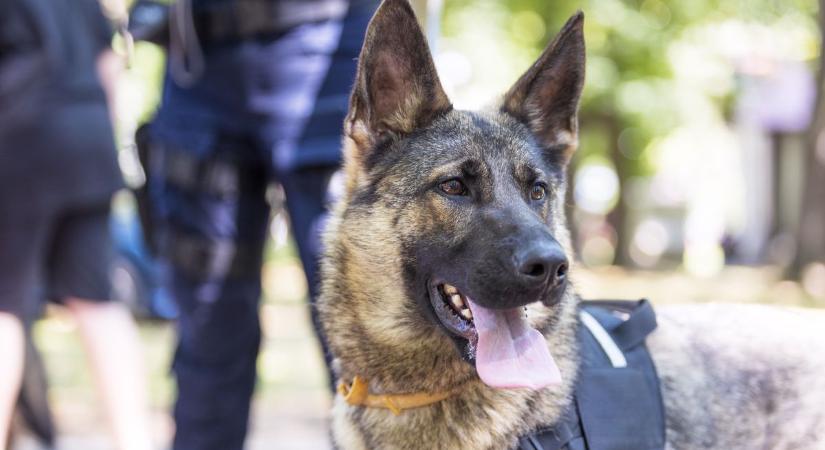 Különleges pálya várhat rá: tehetséges kutyákat toboroz a rendőrség