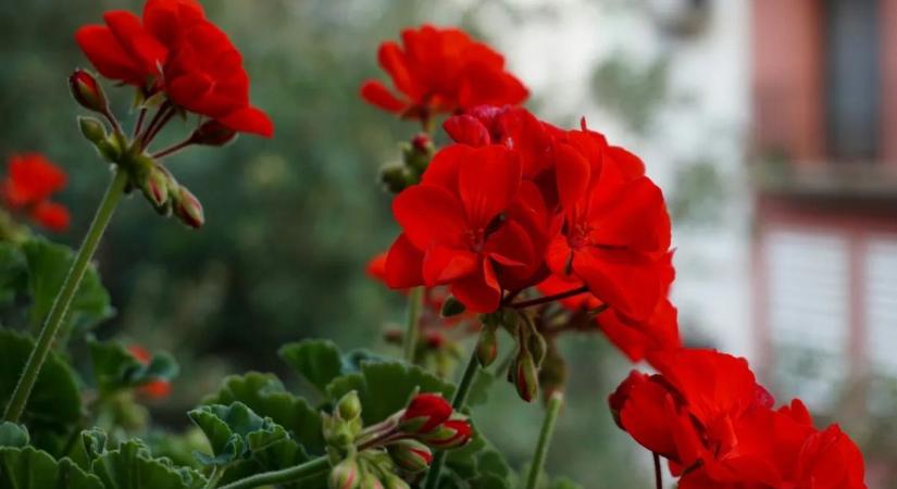 Most kell felkészíteni a tavaszra a muskátlit: ezt kell tenni a bőséges virágzásért