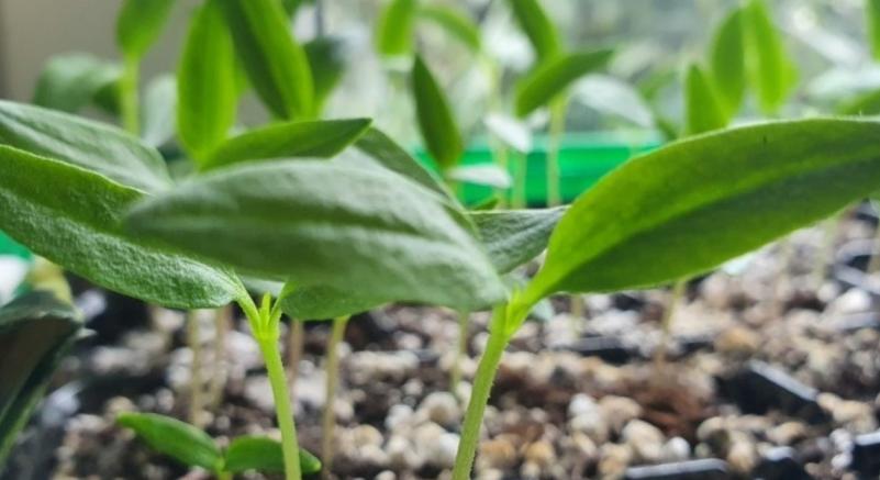 Miért dőlnek meg a palánták? Ezek lehetnek az okok