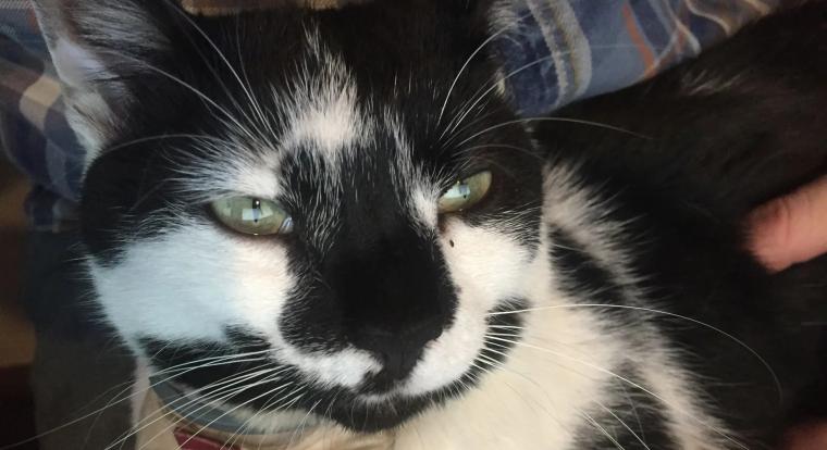 Az új God of War játék stúdiójának neve egy nagyon cuki sztoriból ered, főszerepben egy cicával