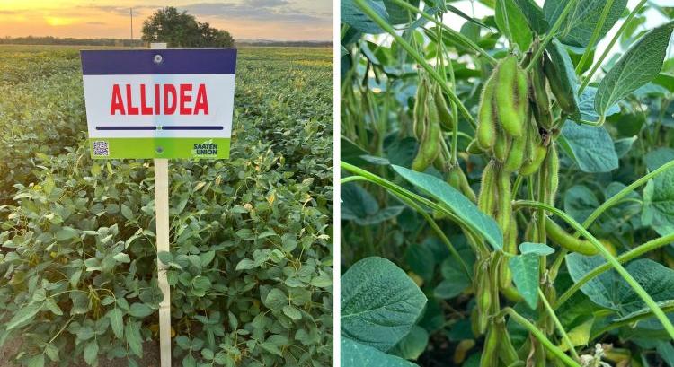 Ezek a szójafajták az egész országban remekül helytállnak