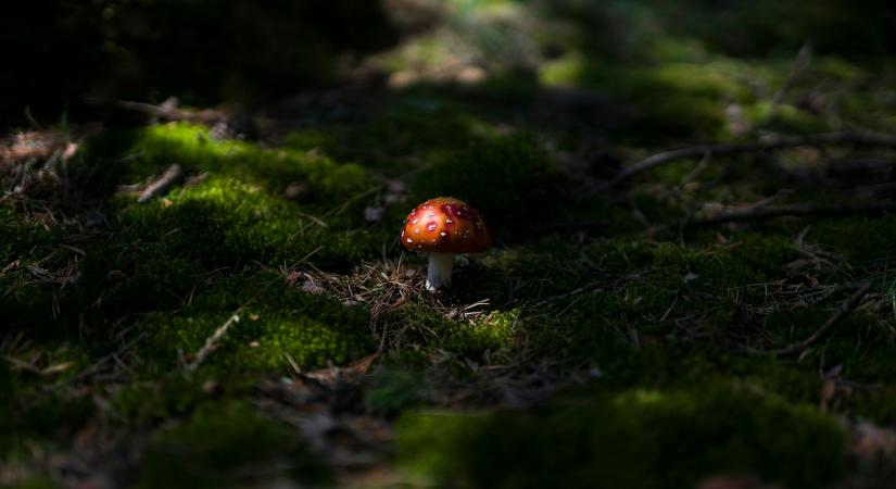 Újra támad az alattomos kriptocsalás, ezúttal 200 millió forintos vagyon veszett oda