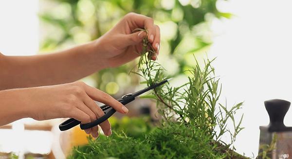 Télen is lehet zöldfűszerünk