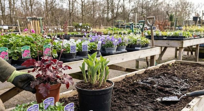 Évelők tavasszal – mit érdemes már most kiválasztani a kertészetben?