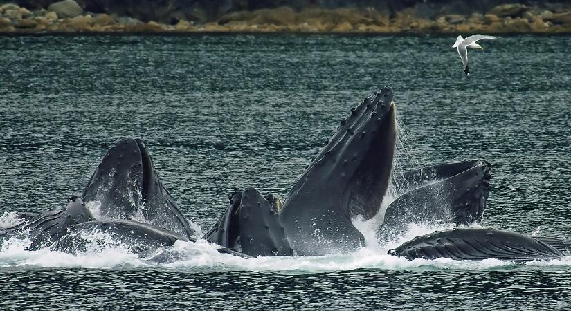 Kísérteties hangot vettek fel a Bermuda-háromszögnél 77 évvel ezelőtt - most kiderült, hogy mi is volt az