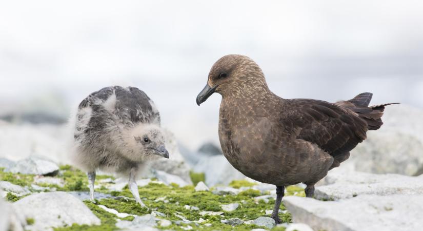 Már ide is eljutott a gyilkos kór: tömegesen pusztulnak az állatok