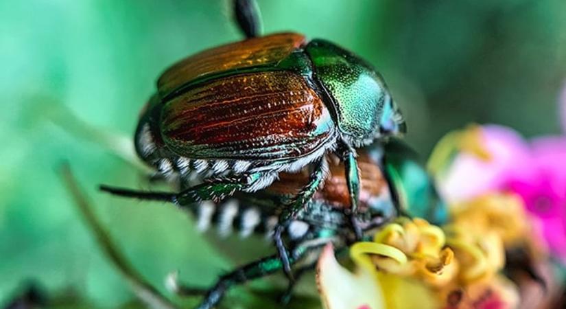 Nem kívánatos stopposok jelentek meg a szomszédunknál, valós a veszély nálunk is