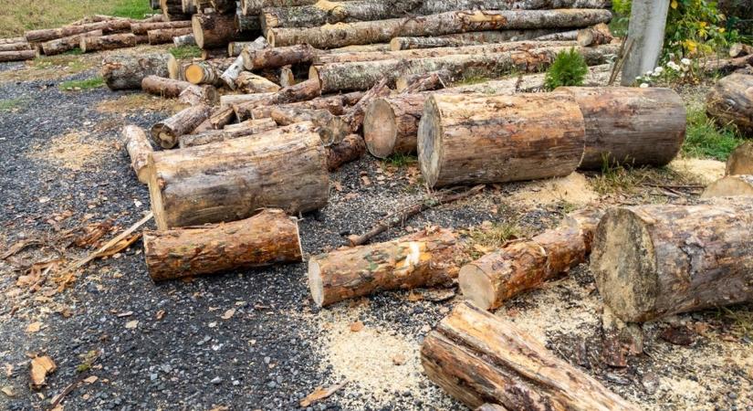 Március végéig dolgoznak a Püspökerdőben