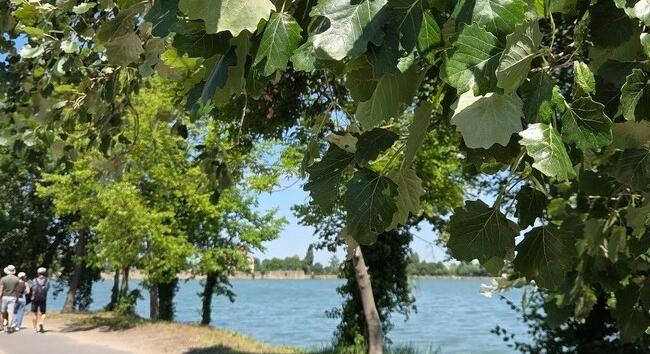 Megújulnak az erdők a tatai Öreg-tó körül