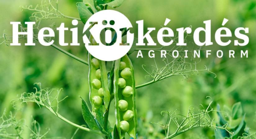 Milyen tápanyag-ellátási kritériumai vannak a magasabb fehérje-tartalom elérésének búzában, szójában, borsóban? – Heti Körkérdés