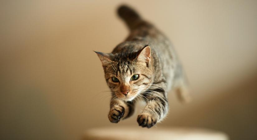 Fitneszterv négylábú barátainknak: így hozhatod formába cicádat