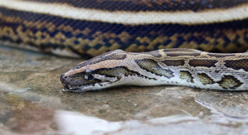 A világ leghosszabb kígyójának egy ember lenyelése sem okoz gondot