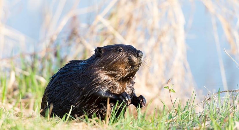 10/10-es várat építettek a hódok Magyarhertelend közelében – Videó