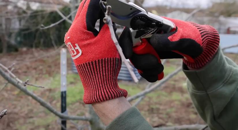 Most dől el az idei almatermésed: februárban ezeket ne hagyd ki