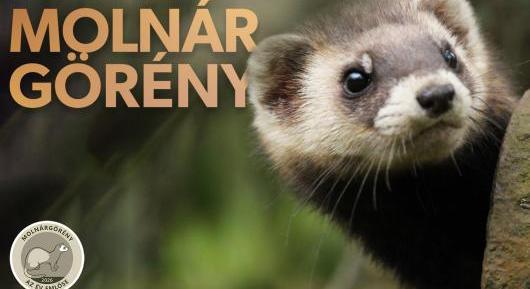 Ördöngös jószág lett az Év Emlőse