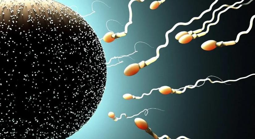 Rejtett „kapcsolót” találtak a spermiumokban – áttörés jöhet a férfi fogamzásgátlásban
