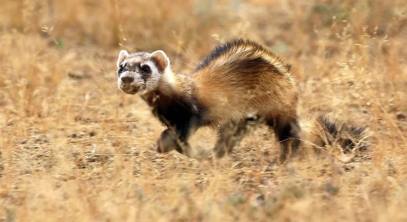 Sokan veszélyesnek tartják, most mégis hatalmas elismerést kapott