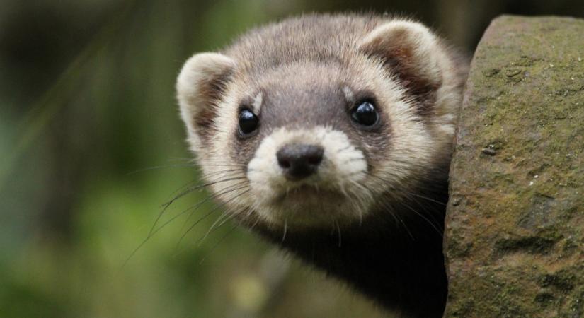 A görény éve: 2026!