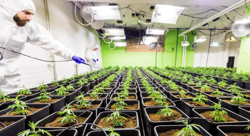 Rákkeltőnek tartott gyomirtó miatt fizetne a Bayer milliárdokat – több mint százezer ügyről van szó