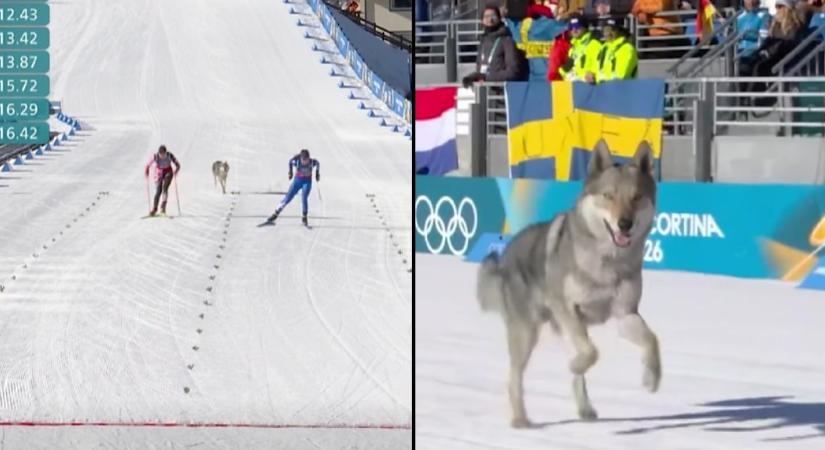 Téli olimpia: kutya is benevezett a sífutó-csapatsprintjének selejtezőjére, de elterelték a figyelmét, így nem nyert