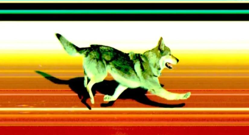 Egy kutya beszabadult az olimpiai sífutópályára, és még célfotó is készült róla