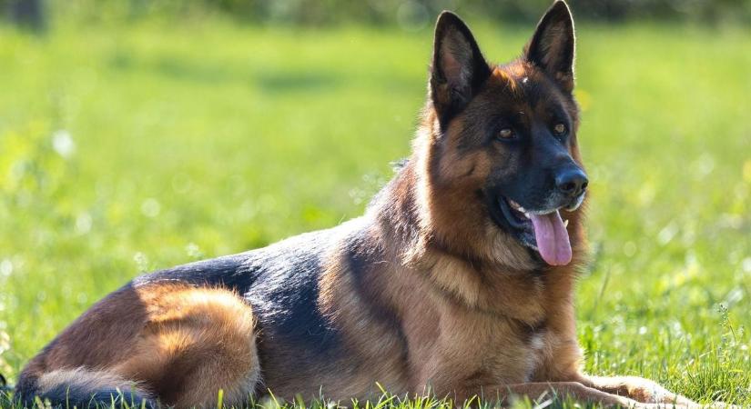 Német juhász és belga juhász – szerinted is ezek valók rendőrkutyának?
