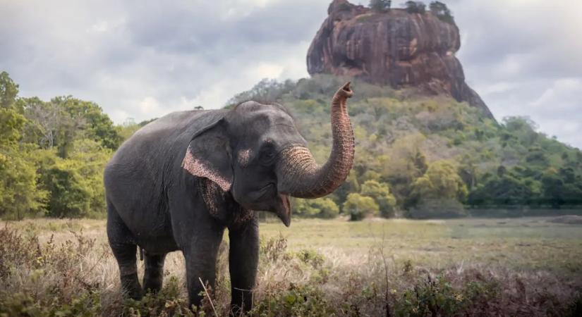 Elefánt ölt meg egy magyar turistát Srí Lankán