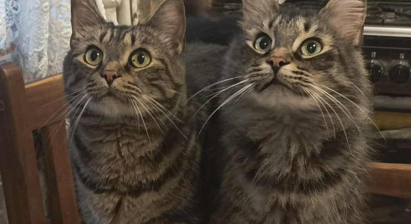 Megmozdult a vármegye: sosem látott fotóáradat indult a gazdik kedvenceiről