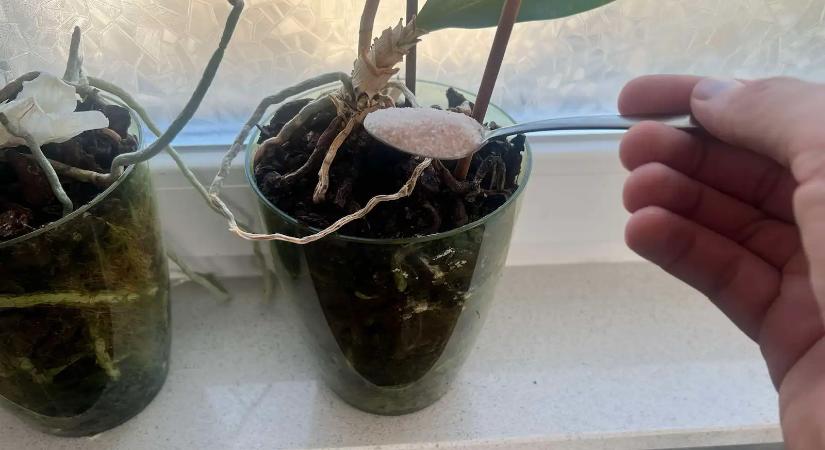 Senki nem mondta el, mit kell szórni az orchideára, pedig ettől indul be igazán a virágzás