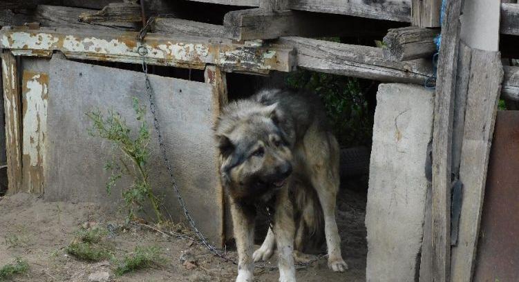 Állatkínzás miatt felel egy borsodi